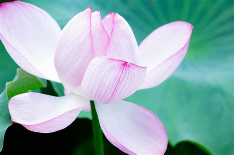 July Birth Flowers Official Types Meanings Petal Republic July Birth Flowers Official Types Meanings Petal Republic